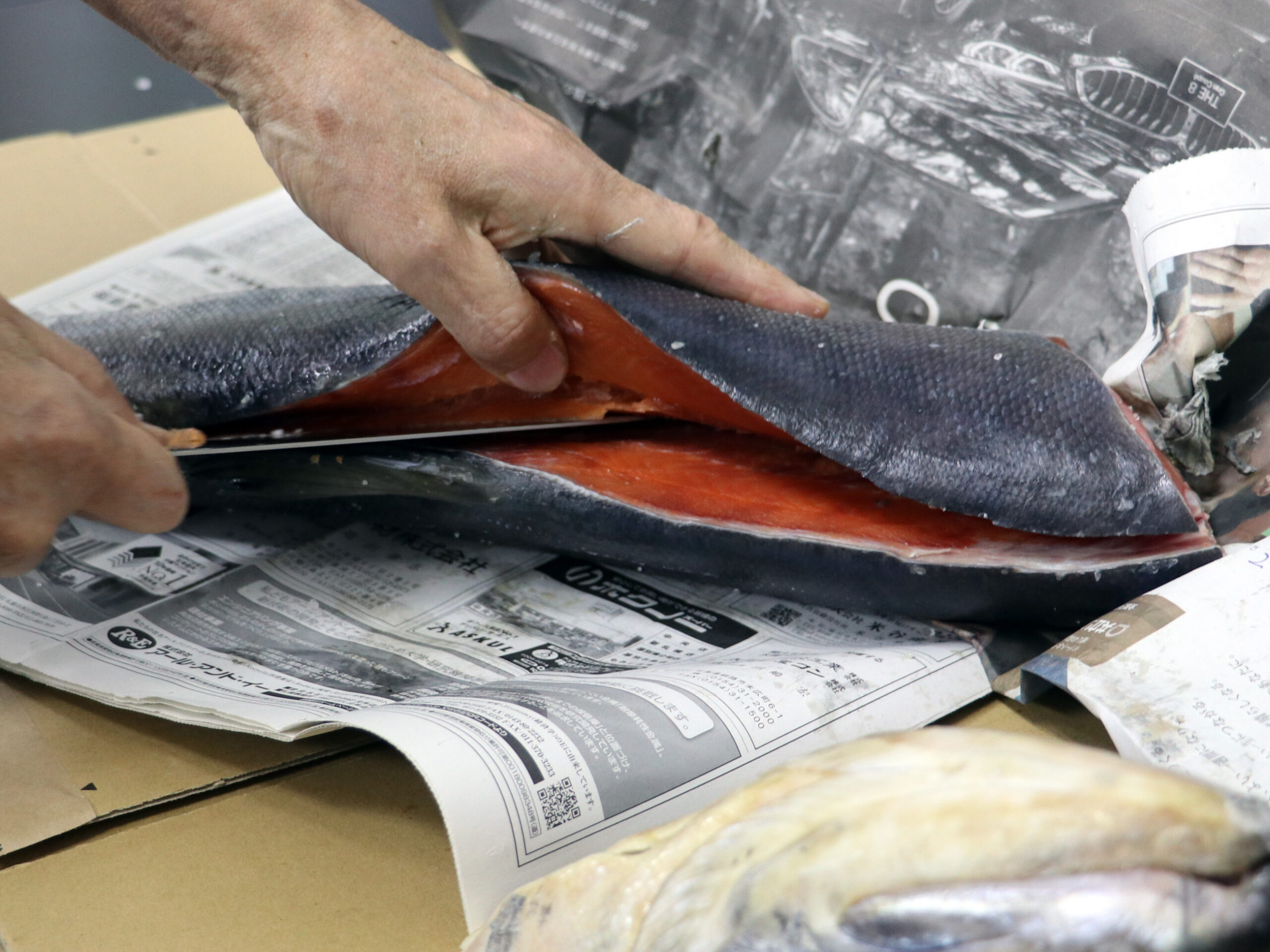 シーズ 釣り部 新巻鮭 解体