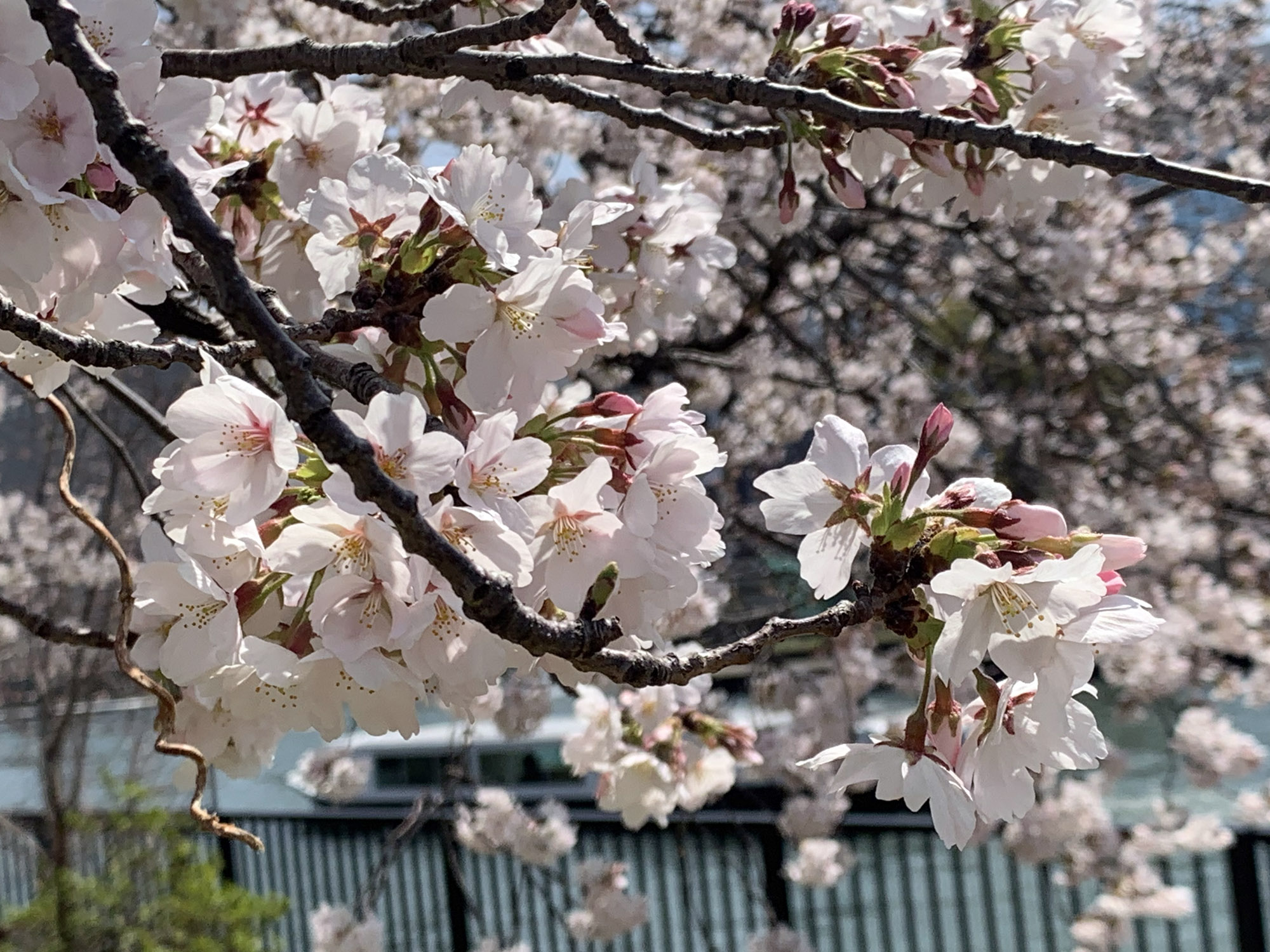 シーズ株式会社 大阪名所めぐり 大川沿い 桜並木