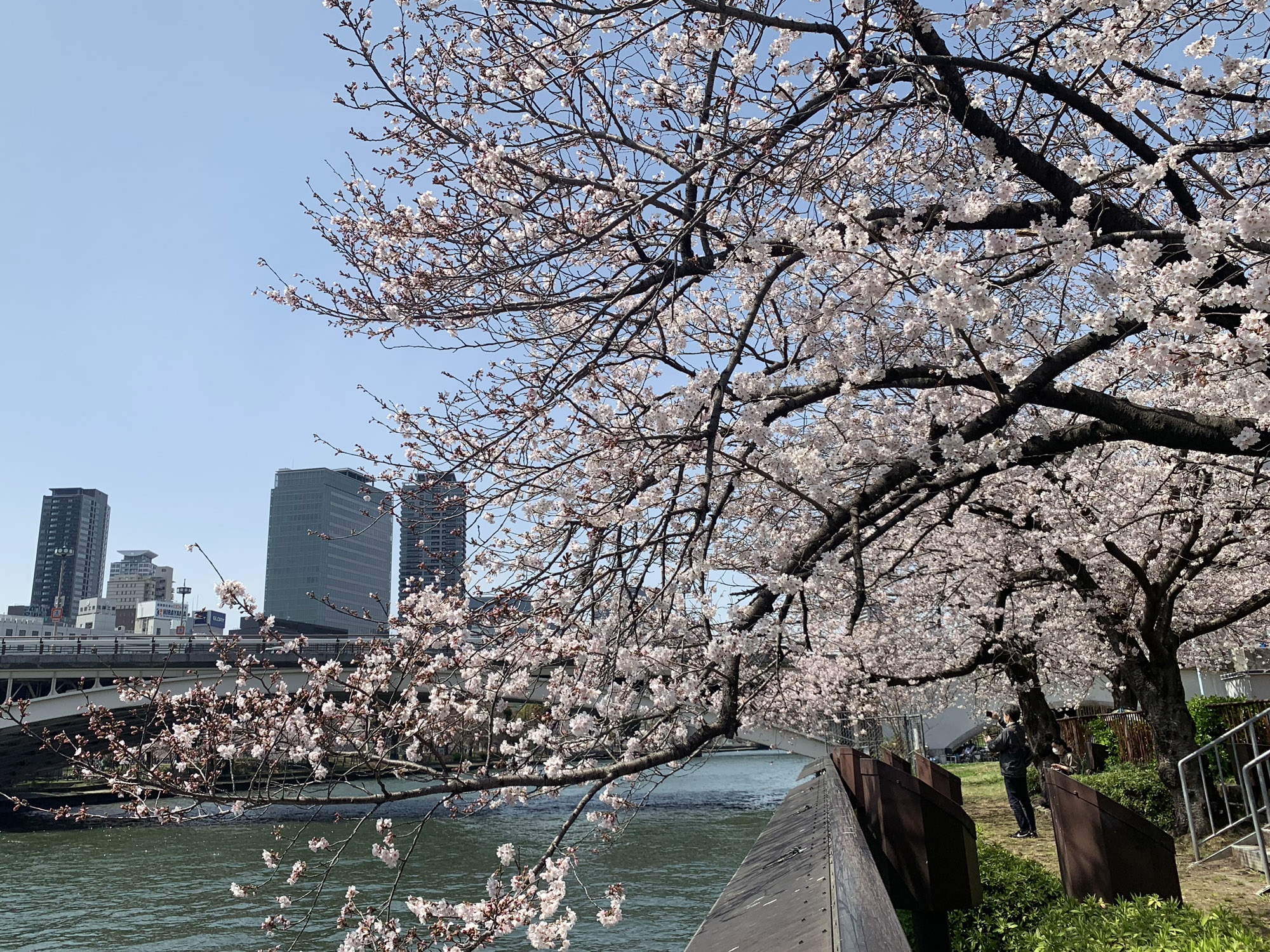シーズ株式会社 大阪名所めぐり 大川沿い 桜並木